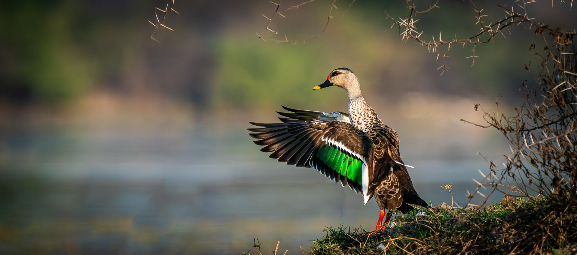 Discover the Wild Beauty of Keoladeo and Chambal